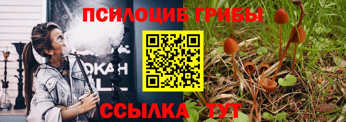 Вязьма  Галлюциногенные грибы Psilocybine cubensis  Вход с VPN 